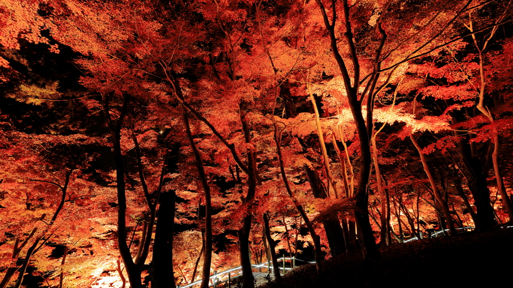 燃える紅葉