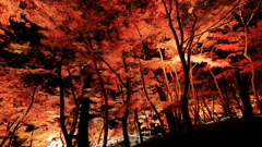燃える紅葉