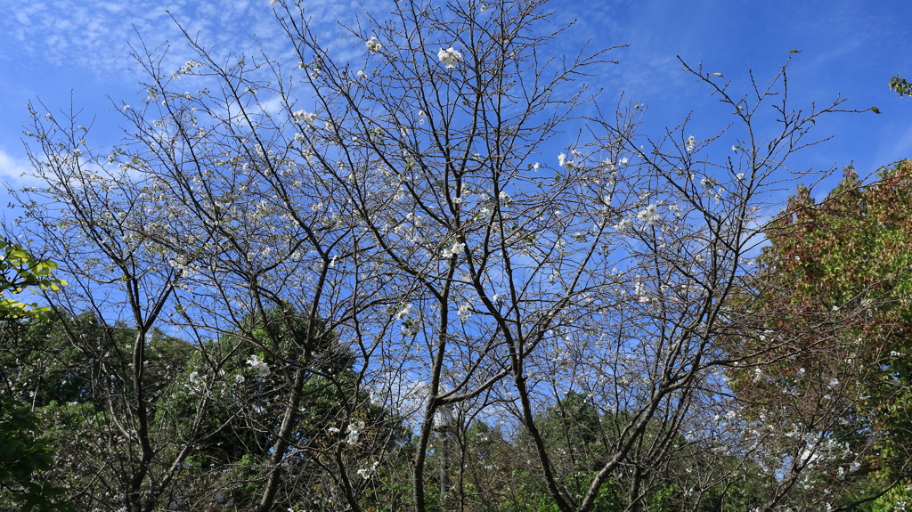 10月桜①