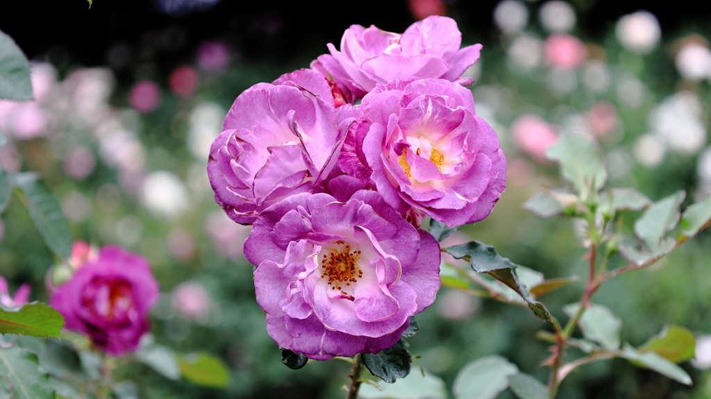 秋薔薇が綺麗でした