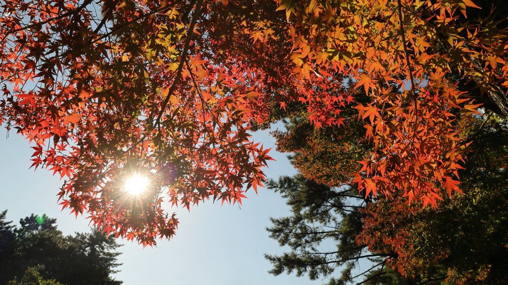 紅葉