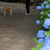 紫陽花の小径でおはようわん