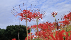彼岸花