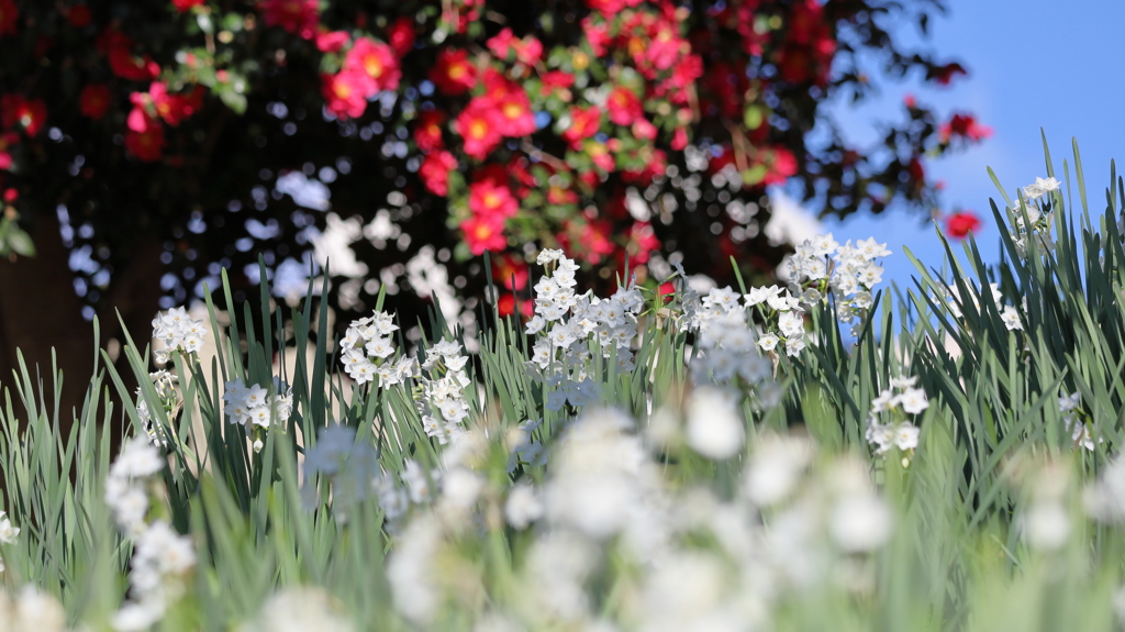 水仙と山茶花