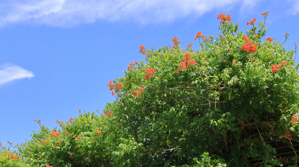花と夏空