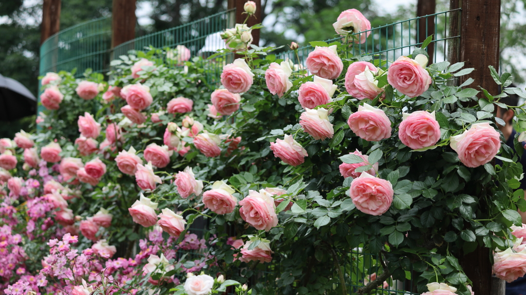 大輪の薔薇
