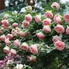 大輪の薔薇