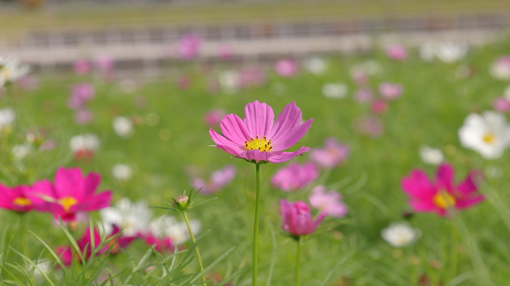 咲き始めた秋桜