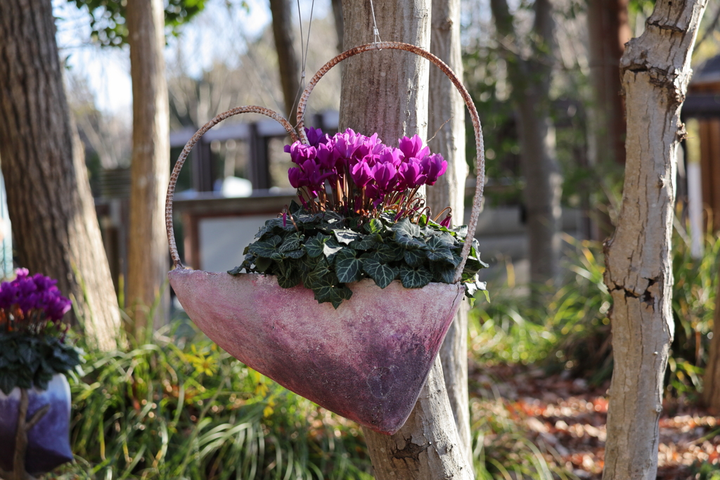 ハートのシクラメン