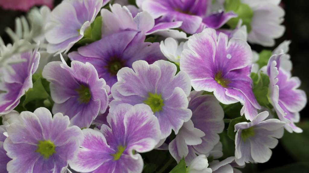 プリムラ　オブコニカ