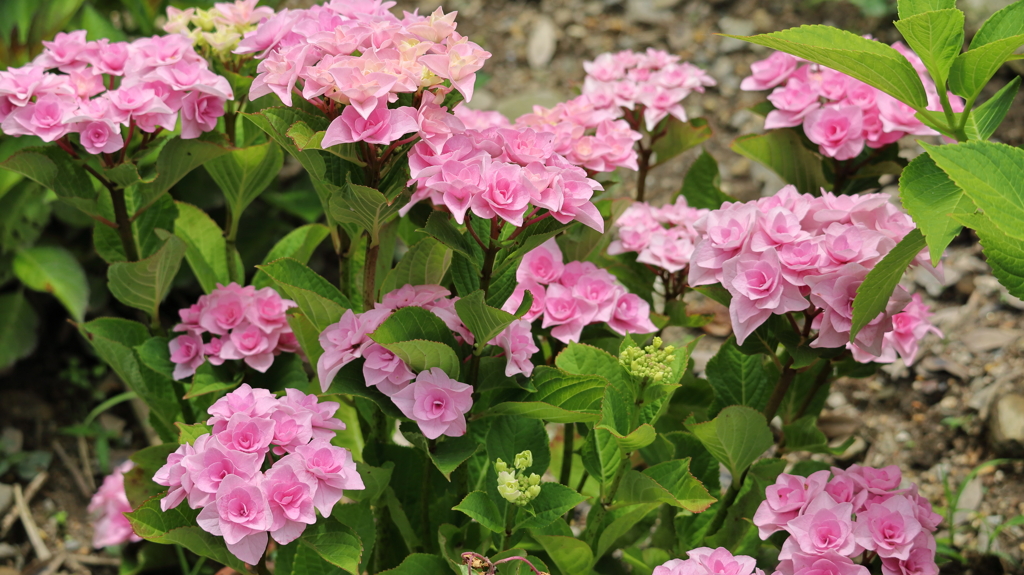 薔薇の様な紫陽花