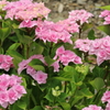 薔薇の様な紫陽花