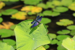 綺麗な羽根