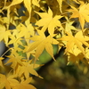 黄色のもみじ