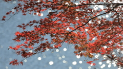 キラキラもみじ