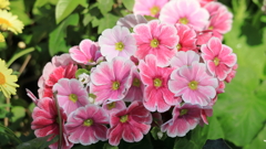 プリムラオブコニカ