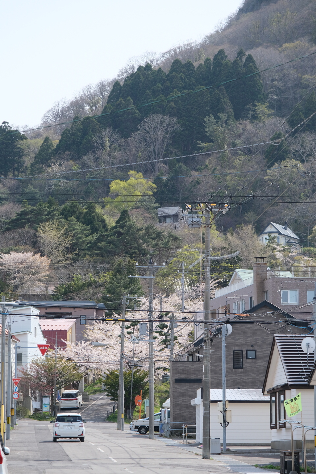 ’23桜　住三吉神社(1)