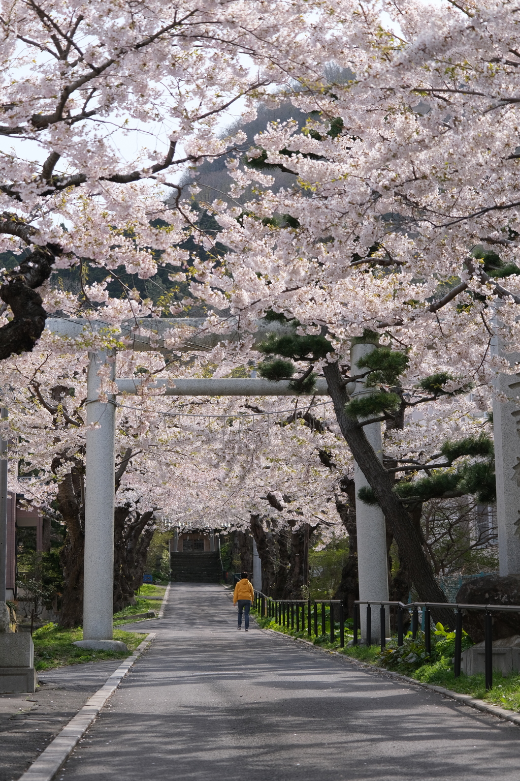 ’23桜　住三吉神社(2)