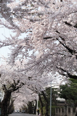 ’23桜　桜が丘通り(01)
