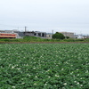 いさりび鉄道とジャガイモ畑