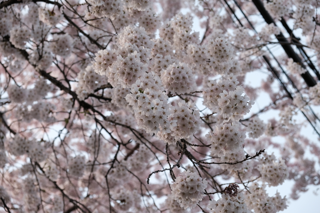 ’23桜　桜が丘通り(04)