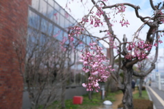 春一番の桜