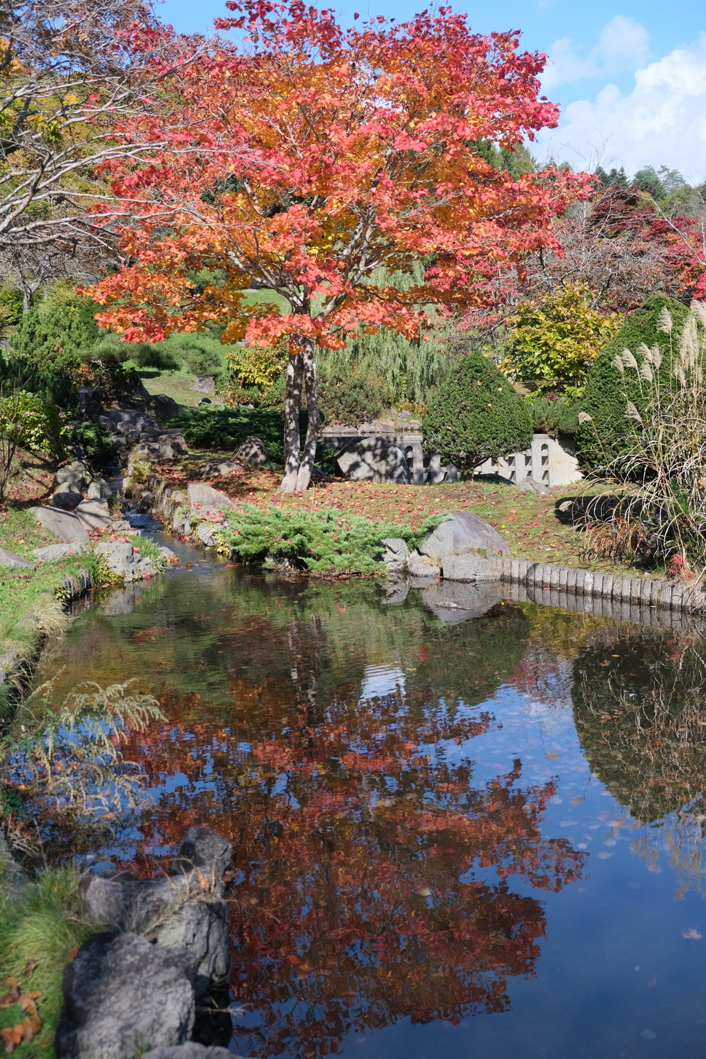 風景・自然 水辺公園 公園散歩道 花・草木