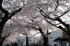 ’23桜　桜が丘通り(03)