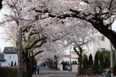 ’23桜　桜が丘通り(02)