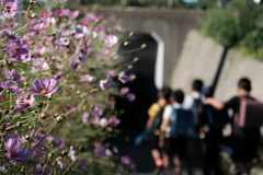 通学路に咲くコスモス