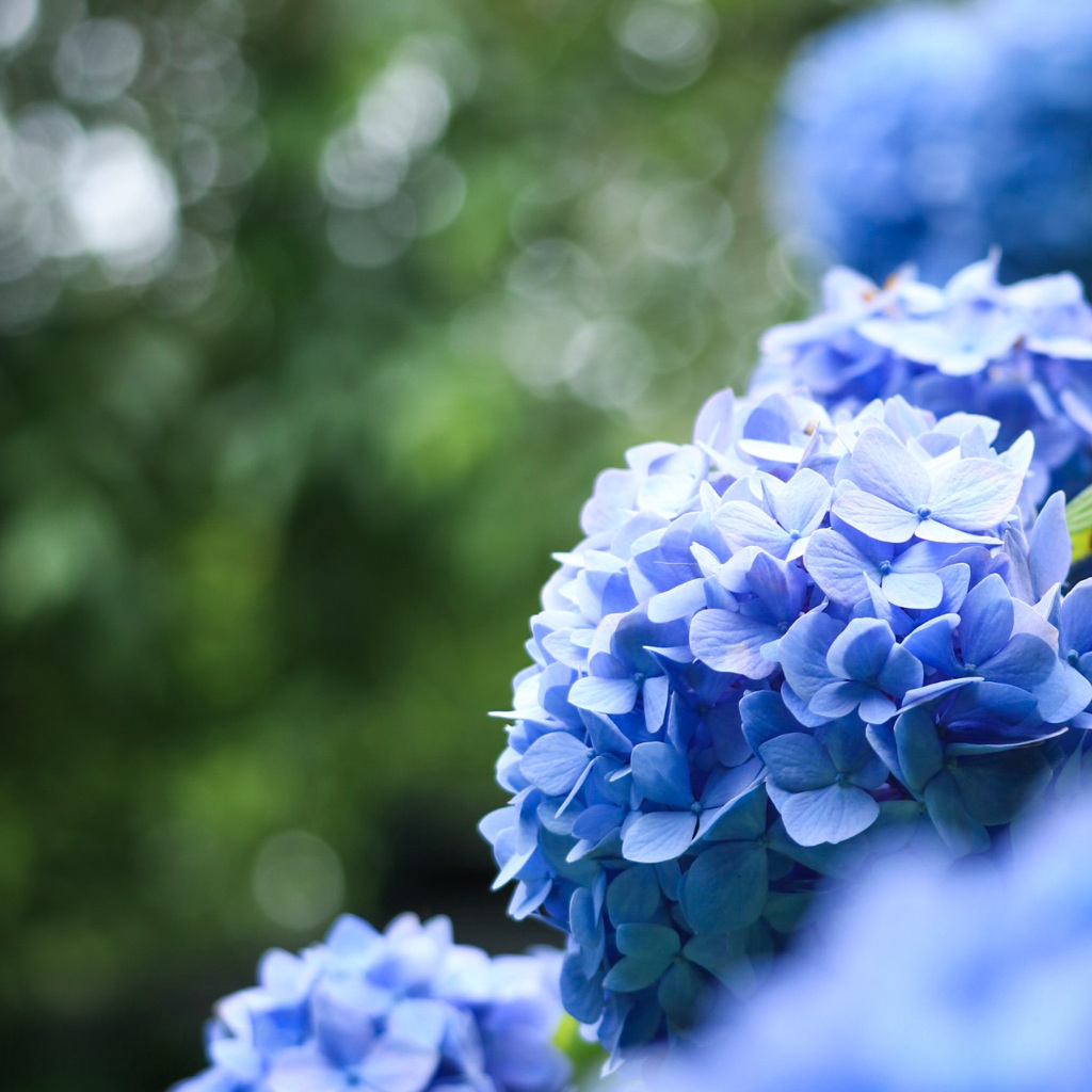 Hydrangeas 