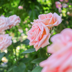 Beautiful Roses 