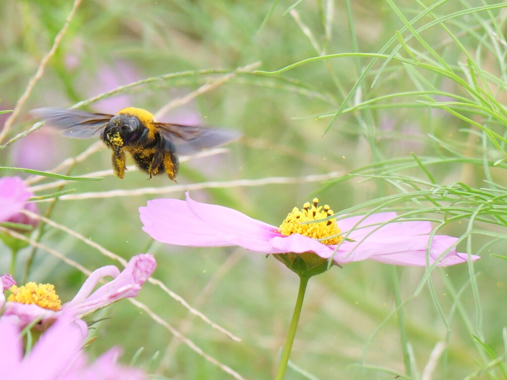 花粉をまき散らして