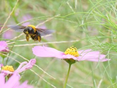 花粉をまき散らして