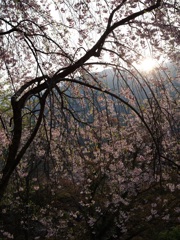 しだれ桜 日の出