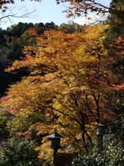 瑠璃光山薬師寺紅葉