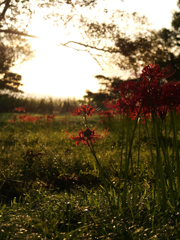 どこか懐かしい風景