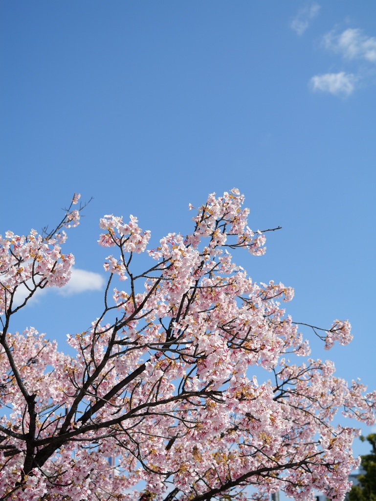 青空の下の河津桜