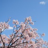 青空の下の河津桜