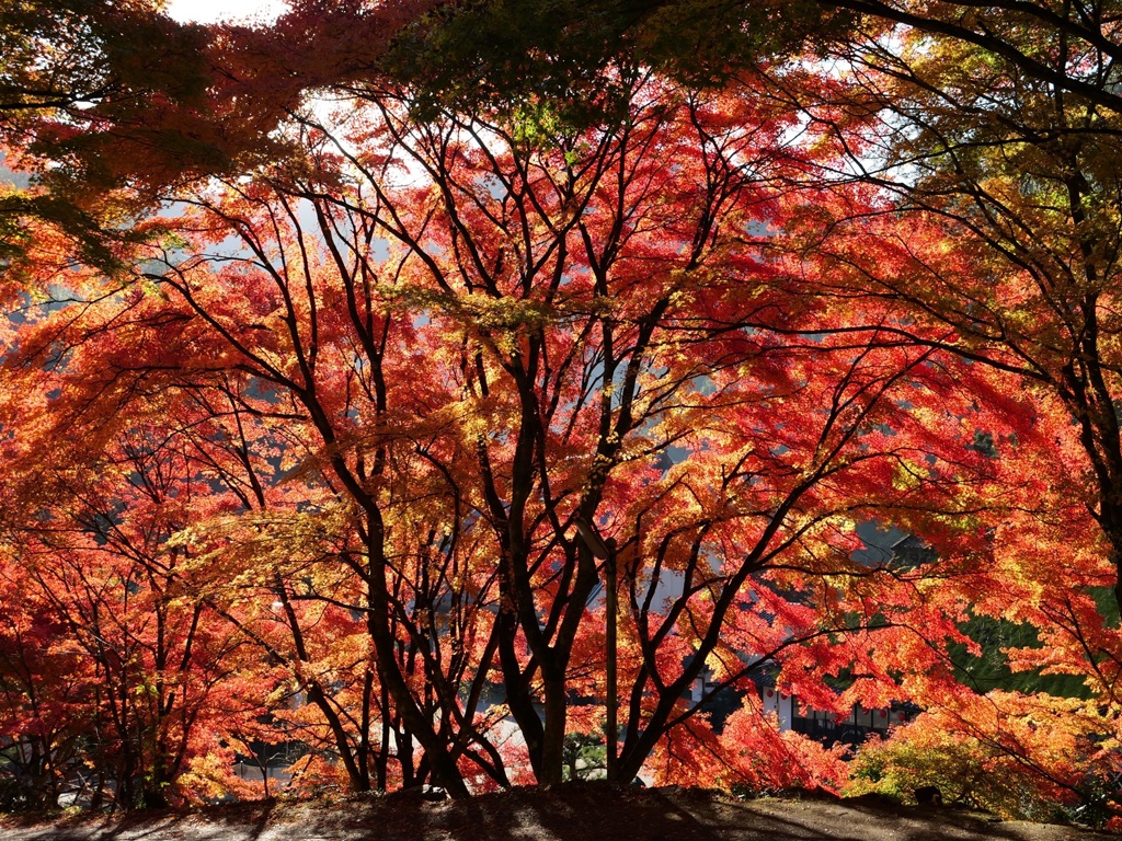 紅葉2