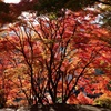 紅葉2
