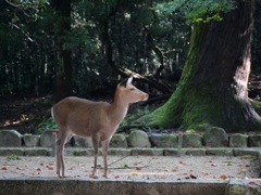 ホッとする一枚