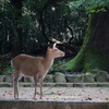 ホッとする一枚