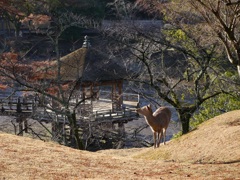 奈良公園の朝２