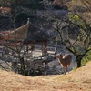 奈良公園の朝２