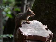 緑地公園のリス１