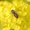 菜の花とミツバチ