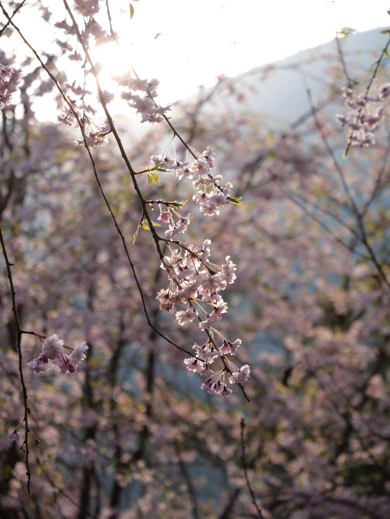 しだれ桜 日の出2