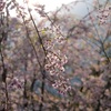 しだれ桜 日の出2
