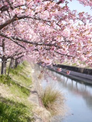 川辺の河津桜